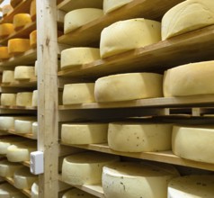 Round cheese heads in the cheese factory lie on the shelves of the racks in the storage for
