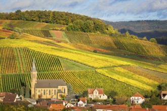 Vineyards with autumn colors, Pfalz, Germany, Europe