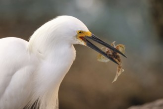 Wild Egret on the Atlantic Ocean, Florida, USA, North America