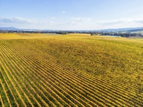 Late afternoon autumn sun over vines in the Yarra Valley near Yarra Glen, Victoria, Australia,