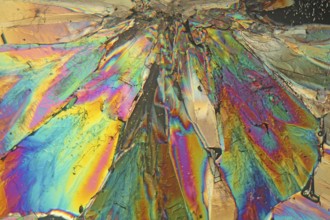 Sugar crystals under the microscope and in polarised light