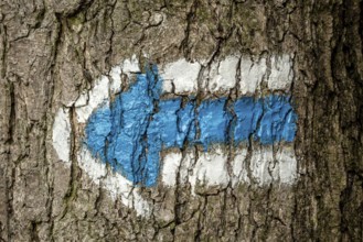 Blue tourist sign on a tree trunk