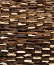 Threshing board for wheat of aged wood and stones texture vintage pattern