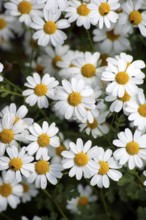 Lean meadow daisy