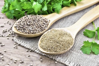 Coriander seeds and ground in two spoons on burlap, fresh cilantro on a wooden board background