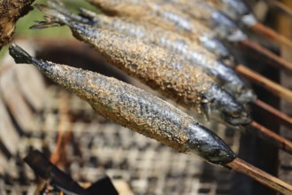 Mackerel Steckerlfisch, roasted mackerel on a wooden stick over a fireplace, medieval market