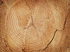Cutoff log with the growth rings