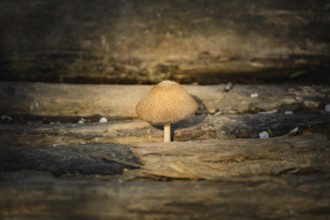 Musroom Growing Among The Logs