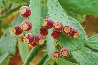 Opuntia, commonly called prickly pear, with fruits Balchik, Bulgaria, Europe