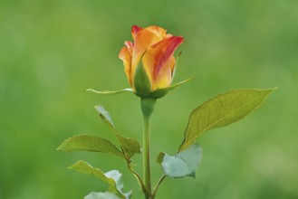 Rose flower over the green background Bulgaria