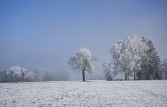 Trees covered with frost, somewhere in Upper Swabia, Baden-Württemberg, Germany, Europe