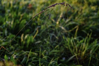 A filigree spider's web hangs from a blade of grass and glistens in the morning sun, Danube, Bogen,