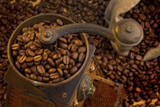 Many coffee beans lying next to a coffee grinder. Freshly ground coffee Austria