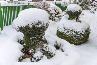 Snow-covered ornamental shrub, symbolic photo for winter, frost damage and winter dormancy Austria