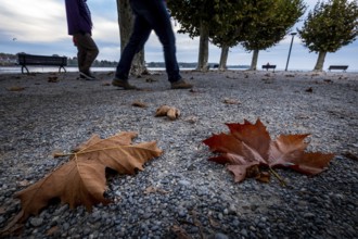 Constance on Lake Constance in autumn. Leaves lie on the ground