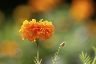 Close Up Flowers in Garden macro lens