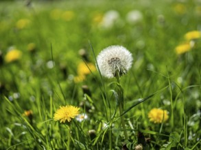 Dandelion (Taraxacum), dandelions, in a meadow, Offenbach am Main, Hesse, Germany, Europe