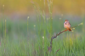 Corn Bunting, Miliaria calandra, Emberiza calandra, Bruant proyer, Triguero, Bad D¸rkheim district,