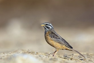 Mountain bunting, (Emberiza tahapis), African bunting species, Ayn Tobroq and Ayn Athum junction,