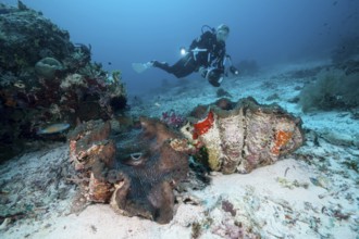 Giant clam and diver, Tridacna squamosa, Raja Ampat, West Papua, Indonesia | Giant Clam and Scuba