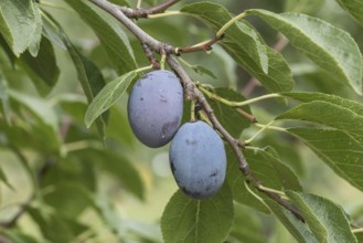 Plum (Prunus domestica 'Zum Felde'), Bundessortenamt Prüfstelle Wurz, Germany, Europe