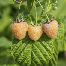 Rubus idaeus 'Gelbe Sugana' TWOTIMER, Anchers Havecenter, Bautzen, Saxony, Germany, Europe