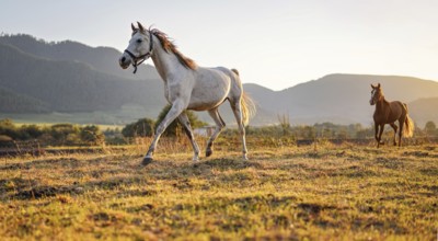 White Arabian horse walking on grass field another brown one behind, afternoon sun shines in