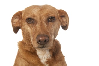 Portrait of a cross breed brown dog