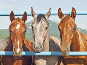 Herd of young arabian fillies
