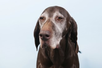 Portrait of an old dog against blue background