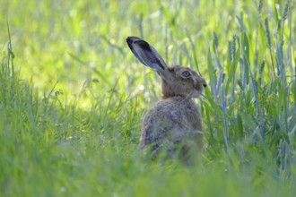 European hare, Lepus europaeus