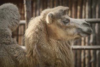 Close up Portrait of Camel over the Wooden Background Varna, Bulgaria, Europe