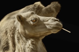 Portrait of Camel with Cigarette against Black Background Varna, Bulgaria, Europe