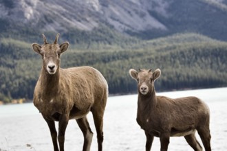 Rocky Mountain Sheep Alberta Canada young kid