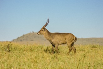 Male Kobus defassa, Tsavo, Kenya. A Male Kobus defassa, Tsavo, Kenya, Africa