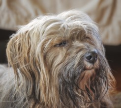 Portrait of a male tibetan terrier dog