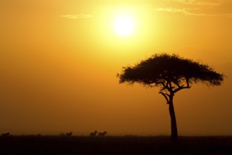 Dusk in the Masai Maria National Reserve with acacia tree and silhouettes of zebras, Keya, Africa