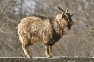 Horned billy goat standing on the fence Devnja, Varna, Bulgaria, Europe