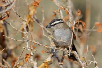Senegal tchagra, black-shouldered tchagra, (Tchagra senegalus), Tchagra minutus, animals, birds,