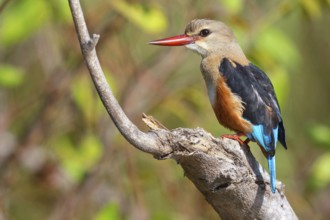 Grey-headed Kingfisher, Grey-headed Kingfisher, Tendaba camp / Tendaba photo hid, Kwinella, South