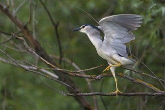 Black-crowned black crowned night heron (Nycticorax nycticorax), Bihoreau gris, HÈron bihoreau,