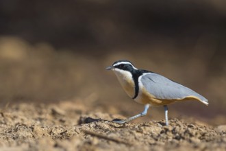 Crocodile-bird, (Pluvianus aegytpticus), Crocodile-bird, Egyptian Plover, Pluvian fluviatile,