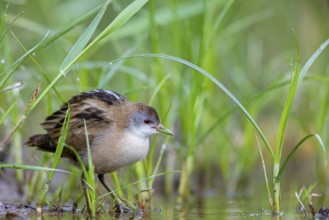 Lesser Crake (Porzana parva), juvenile, chick, Lesbos, Lesbos Island, Greece, Europe