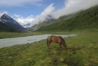 Horse among green grass in nature. Brown horse. Grazing horses in the village