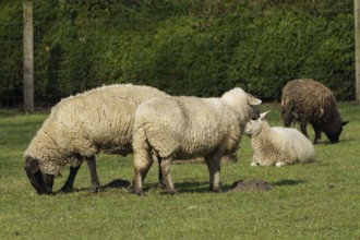 Sheep and lambs grazing and resting on a green meadow, borken, münsterland, germany