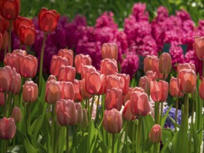Pink tulips and purple hyacinths blooming in a vibrant flower bed, Amsterdam, Netherlands