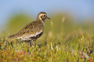 Golden plover, (Pluvialis apricaria), Charadrius apricaria, animals, birds, plover, plover family,