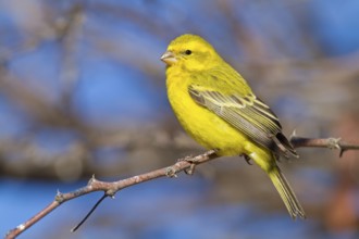 Yellow-bellied Seedeater, (Serinus flaviventris), Animals, Birds, Songbird, Nossob Campsite,