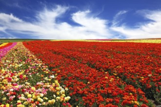 Boundless rural field with flowers red garden buttercups. Strong wind blows clouds across the sky.