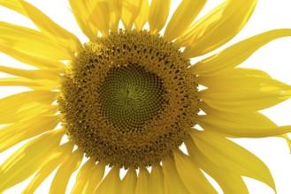 Closeup of sunflower isolated on white background